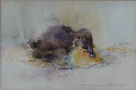 Ian Armour-Chelu (1928-2000), watercolour, Duck resting, signed and dated 1981, 15 x 23cm. Condition - good